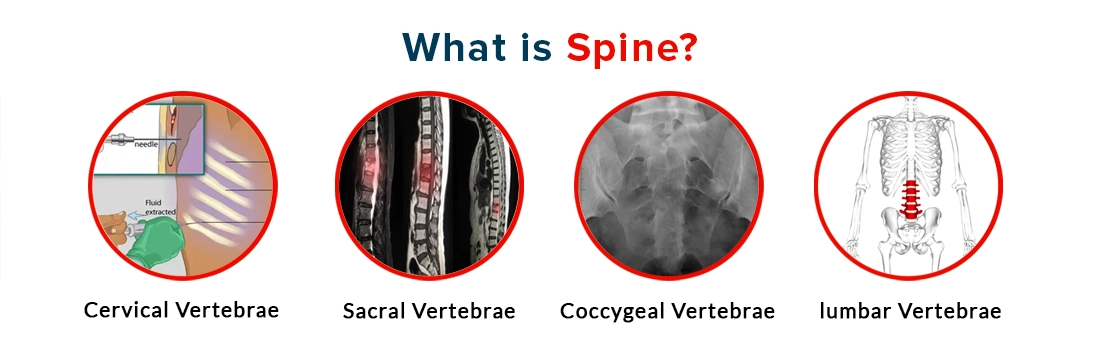 What is Spine